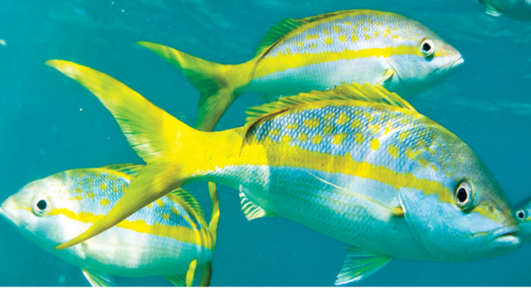 Yellowtail Up Fishing Instructions